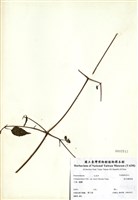 藏品(森氏鐵線蓮)的圖片